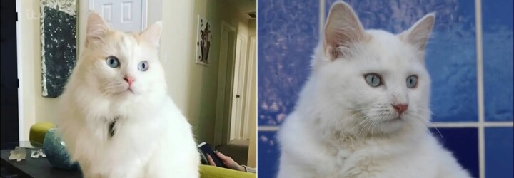 VIDEO: Žena si za 25-tisíc dolárov dala naklonovať uhynutú mačku. Tá je takmer na nerozoznanie