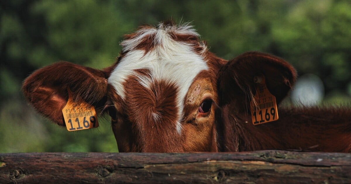 KVÍZ: Kráva, ptakopysk nebo tuleň. Poznáš zvíře jen podle očí?