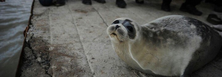 Na ruském pobřeží našli 2 500 mrtvých tuleňů kaspických