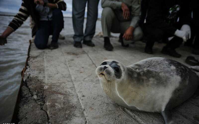 Na ruském pobřeží našli 2 500 mrtvých tuleňů kaspických.