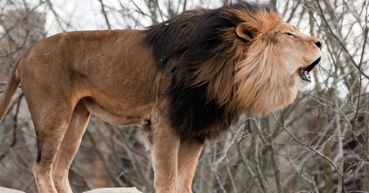 Muže v zoo sežrali lvi zaživa, když si s nimi dělal video. Mobil natočil i jeho smrt
