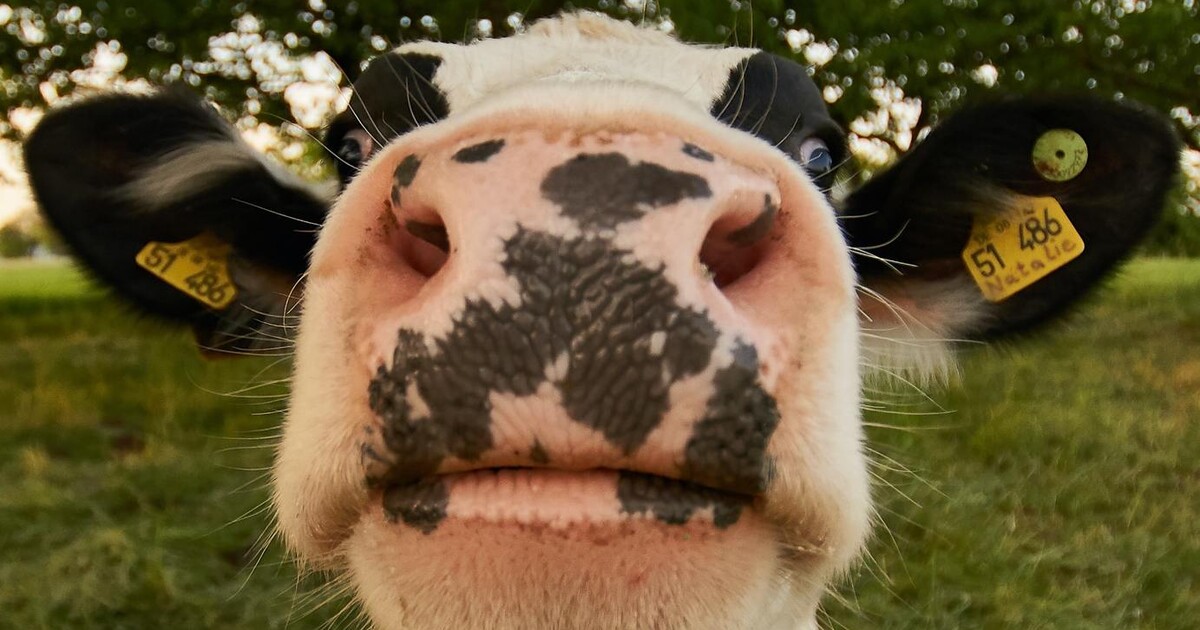 Kolik zvířat je denně usmrceno kvůli lidské spotřebě? Přesné číslo ti zlomí srdce