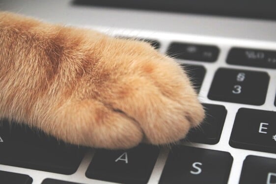 Znáš to: Jakmile začneš pracovat na počítači, kočka je hned u tebe a sedne si přímo na klávesnici. Proč to dělá?