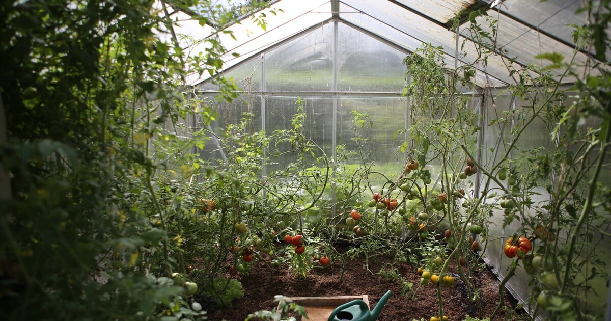 Biologové ohlásili přelomový objev o rostlinách. Když je nezaléváš nebo ničíš stonek, vydávají zvuky