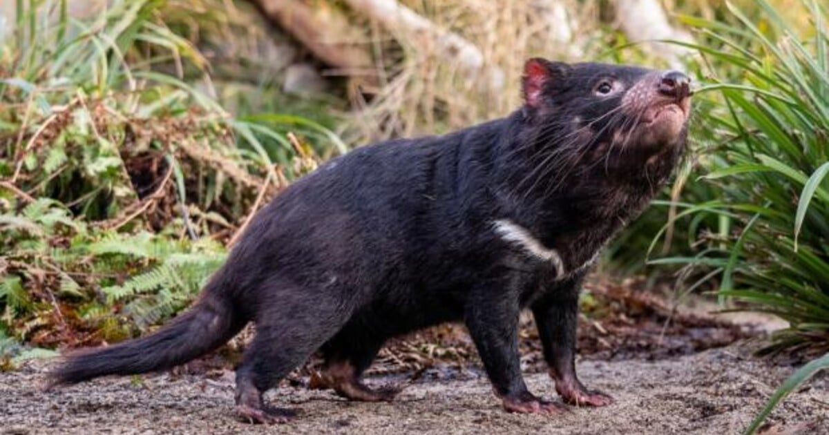 Zoo Praha ukázala tasmánské čerty. Zažili první sníh v životě