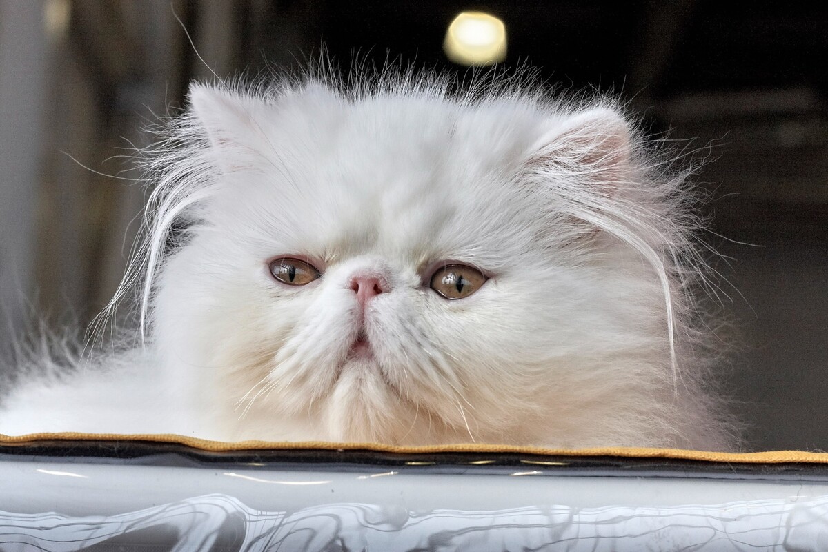 perská kočka