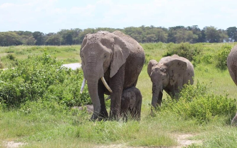 Počet slonů v Keni se zdvojnásobil. Pro pytláky již nejsou až tak zajímaví.