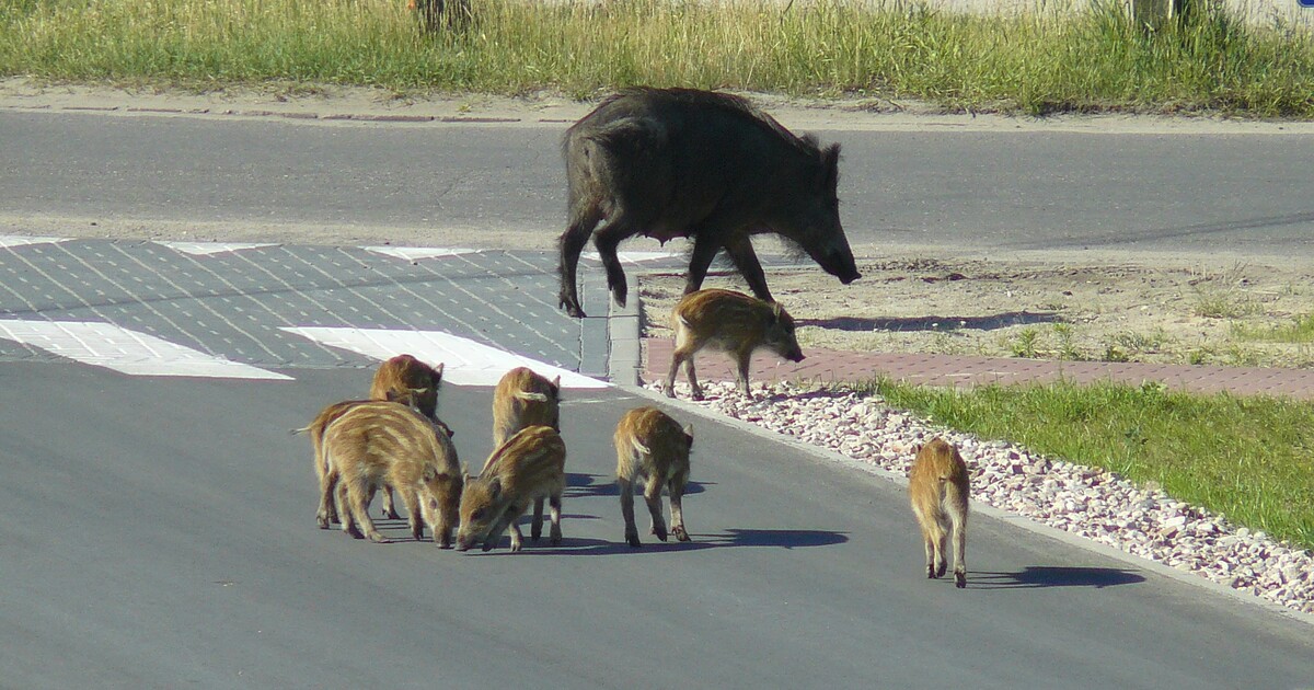 V Německu pobíhají radioaktivní divoká prasata. Nyní se ví proč