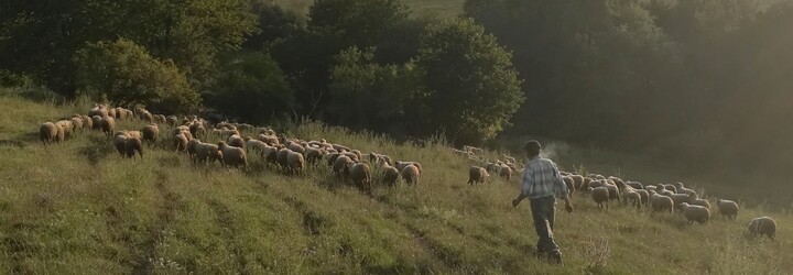 Vyskúšali sme si každodennosť na ovčej farme. Prečo je dnes ťažké zohnať mladých do chovu zvierat? 