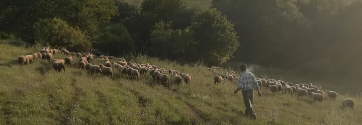 Vyzkoušeli jsme si den na ovčí farmě. Proč je dnes těžké sehnat mladé lidi na práci se zvířaty?