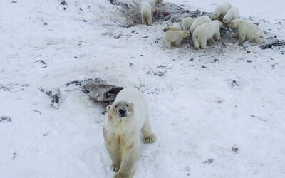 56 vyhladovělých ledních medvědů obklíčilo vesnici na Čukotce. Kvůli tání ledovců museli opustit svůj domov
