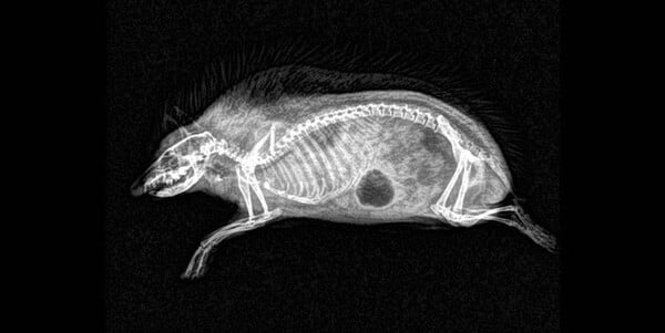 Které zvíře je na tomto rentgenovém snímku?