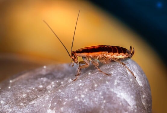 Jak dlouho dokáže žít šváb bez hlavy?