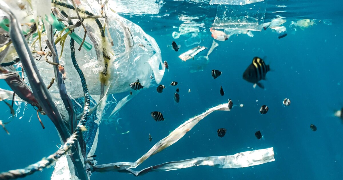 V oceánech je už 171 bilionů kusů plastů. Zvířatům plní žaludky, umírají hlady