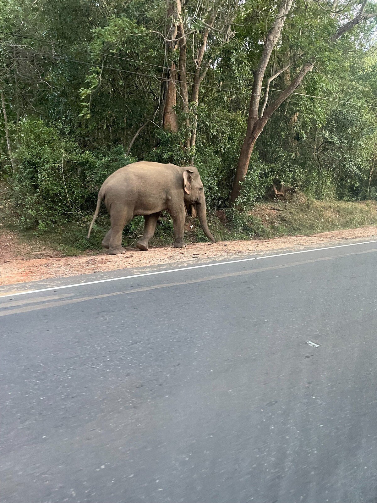 Slon odfotený z okna autobusu. Na cestách tu stretneš množstvo zvierat, aj tých divokých. 