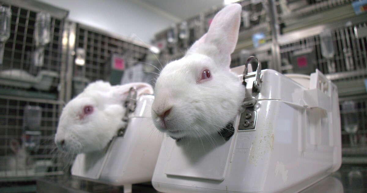 Utrpení a jistá smrt. Testování kosmetiky na zvířatech pokračuje, ochránci viní Soudní dvůr EU