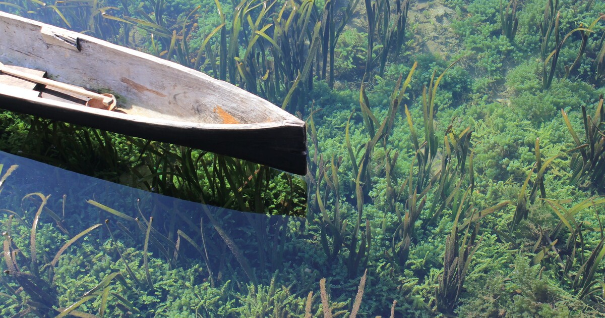 Vědci při sledování MasterChefa vymysleli unikátní způsob, jak díky mořským řasám pomáhat lidem