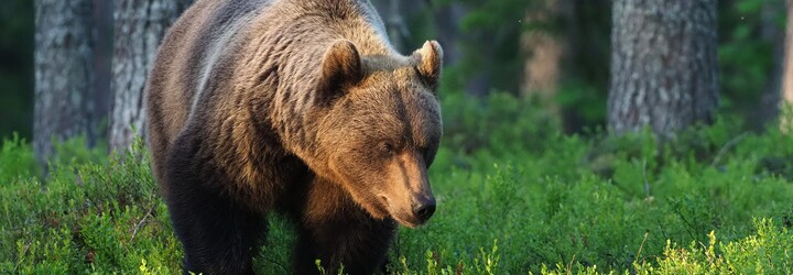 58-ročnú ženu neďaleko Lučenca napadol medveď. Pomôcť jej museli leteckí záchranári