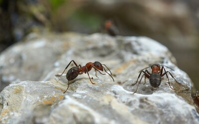Na každého člověka na planetě připadá 2,5 milionu mravenců, zjistili vědci.