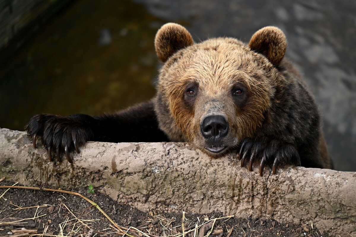 Výskyt medveďa hnedého na sídlisku Sásová v Banskej Bystrici potvrdilo aj mesto Banská Bystrica.