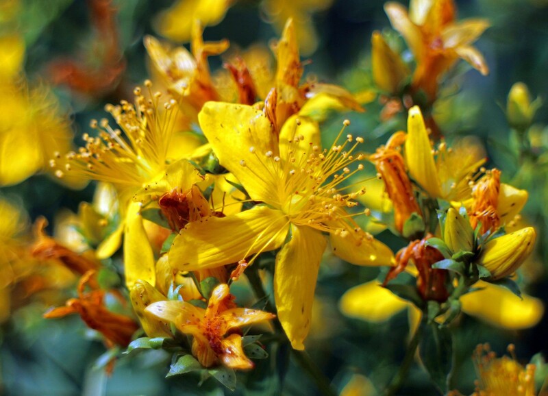 Ako sa volá rastlinka so žltými kvetmi na obrázku? 