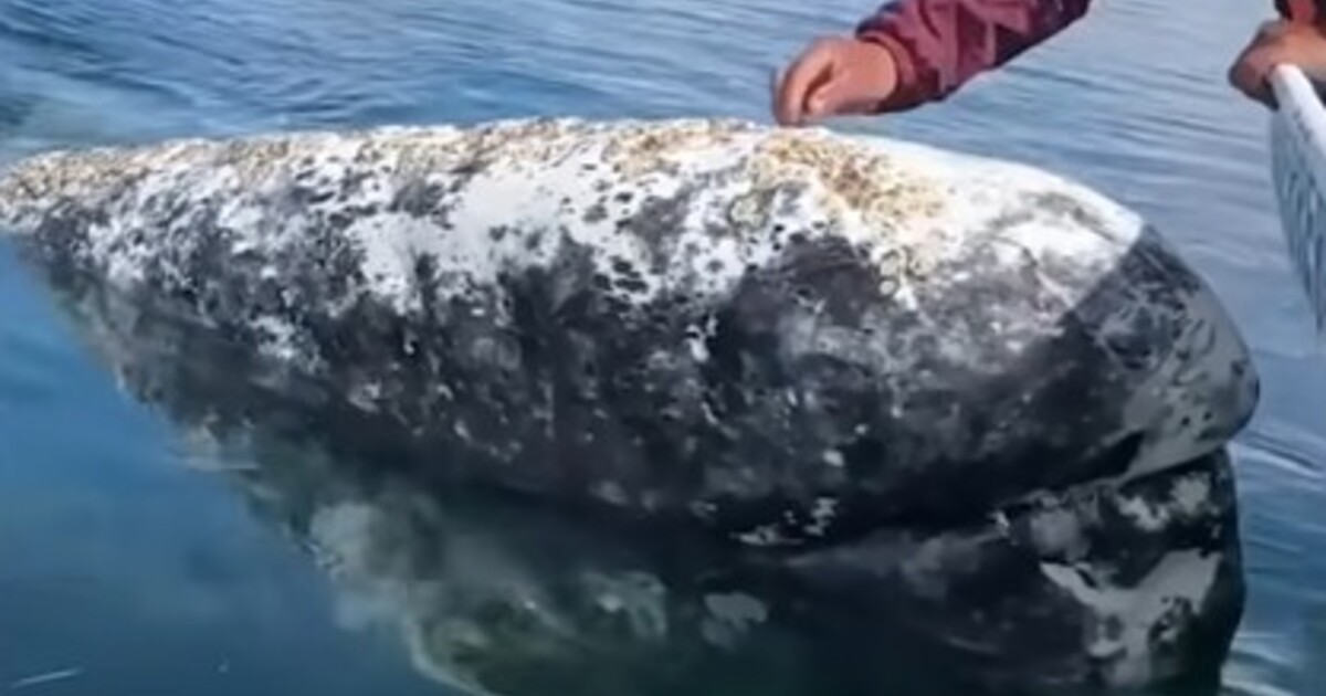 VIDEO: Mexické velryby se pravidelně vracejí k pobřeží a chtějí od lidí pomoc. Zvykli si, že jim vybírají parazity
