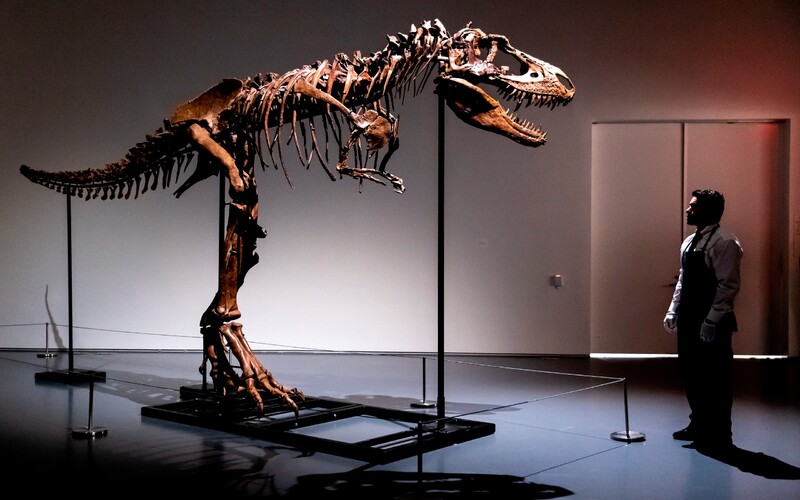 Prvýkrát pôjde do dražby 76 miliónov rokov stará skamenelina Gorgosaura. Odborníci očakávajú, že sa predá za 8 miliónov.