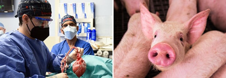 Muži transplantovali prasečí srdce a zachránili mu tím život. Jedná se o první podobnou operaci na světě