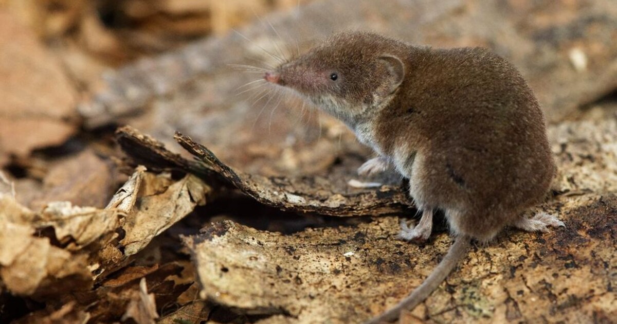 Do Česka doputoval živočich až z Afriky, pravděpodobně kvůli globálnímu oteplování. Může být agresivní