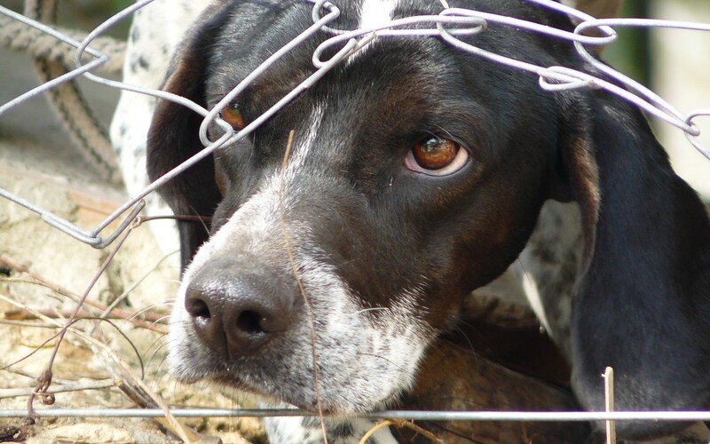 Tresty za týranie zvierat na Slovensku budú prísnejšie. Koaličný návrh chce násilníkov posielať do väzenia namiesto pokutovania.