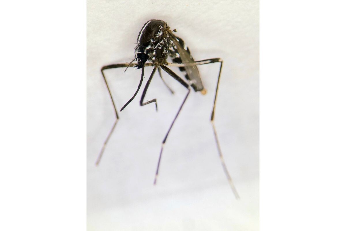 Komár Aedes albopictus.