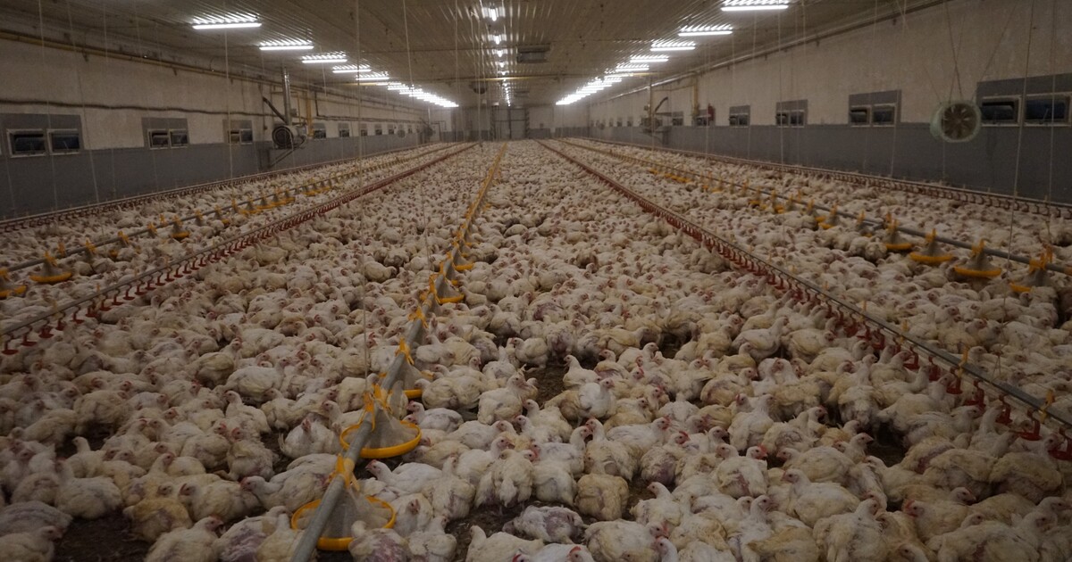 Odhalili týrání zvířat a nyní je za to ženou k soudu. O vině se možná rozhodne už příští týden