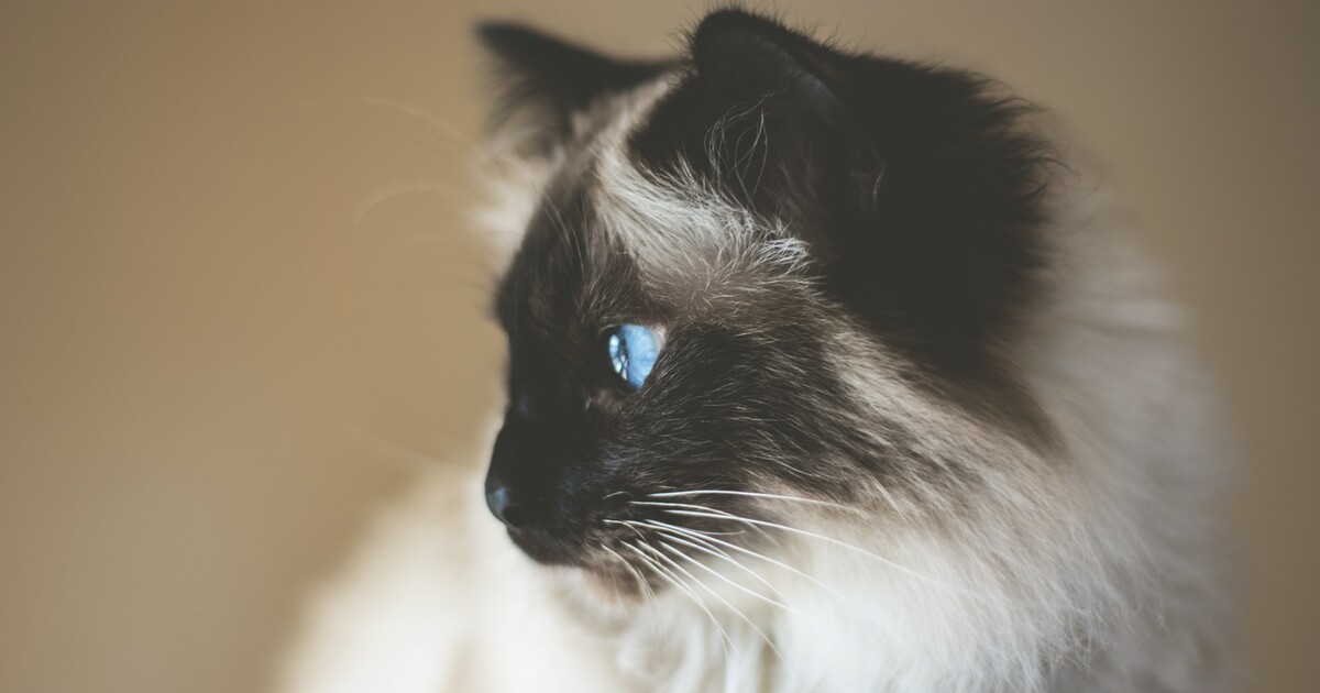 GALERIE: Podívej se, jak vidí svět tvůj domácí mazlíček