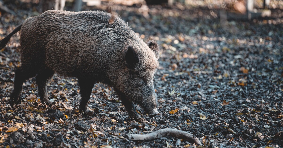 Na Mostecku se přemnožili divočáci, město navýšilo odměnu za odstřel. Ani ten není zárukou důstojné smrti, upozorňují ochránci