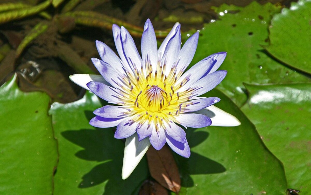 Kvet modrého lotosu.