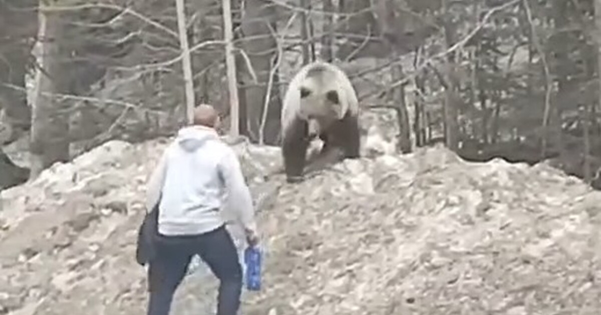 Na Slovensku znovu útočil medvěd. Napadl muže se synem