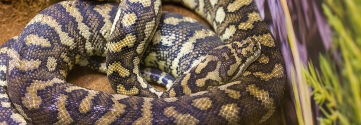 Karvinští hasiči z řeky Olše vylovili šestimetrovou krajtu