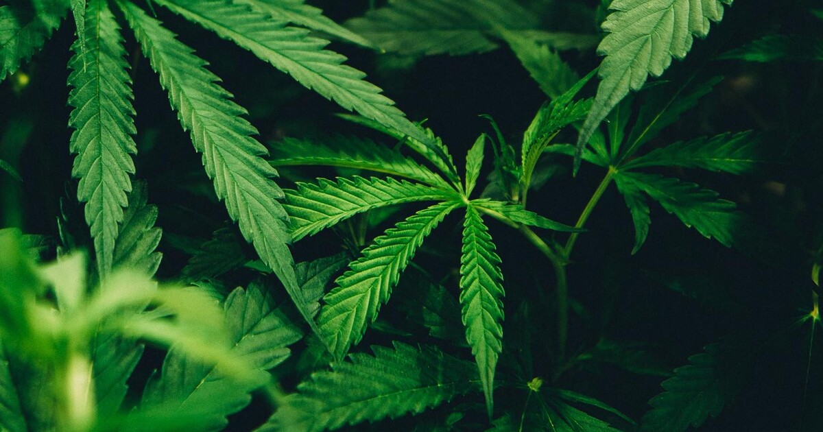 CBD se zakazovat nebude, rozhodla vláda