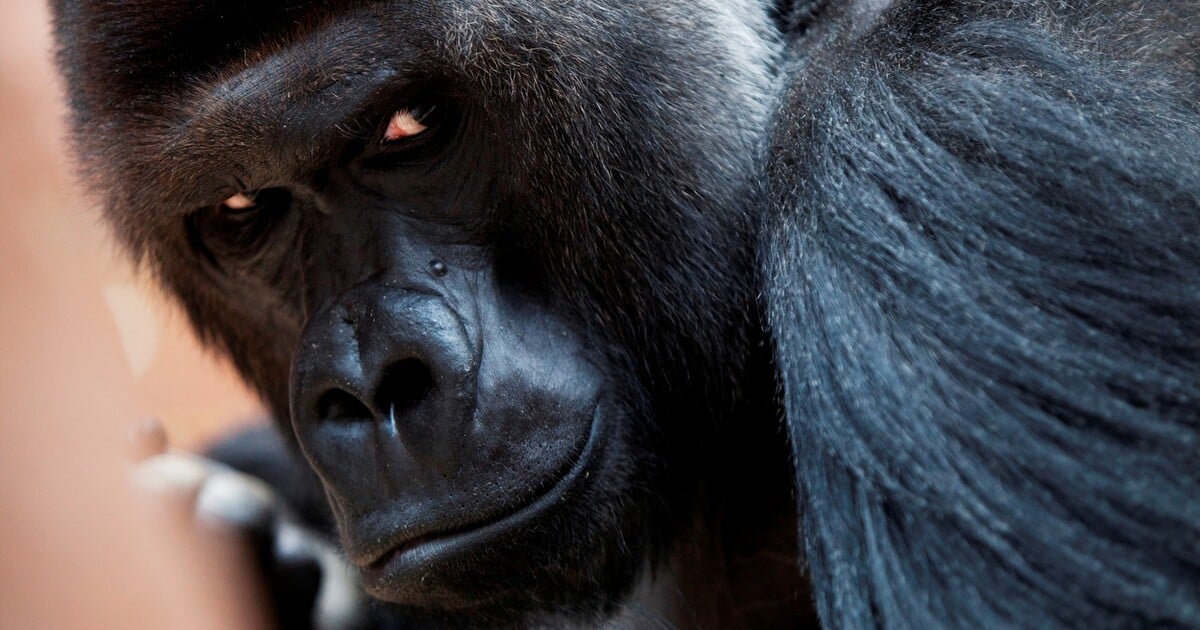 Kvíz: Poznáš zvíře podle trusu?