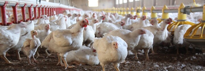 Tesco přestane ve střední Evropě prodávat vejce z klecových chovů. Nechce podporovat neetické farmy