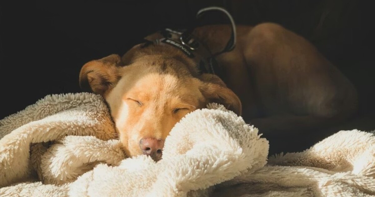 Vědci možná konečně přišli s receptem, jak uklidnit každého psa. A funguje i na kočky