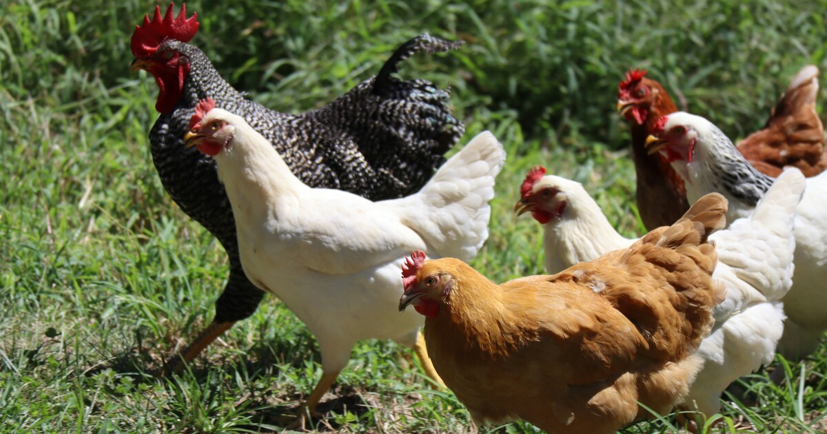 Obránci zvířat se mají omluvit Albertu za tvrzení o znetvořených kuřatech. Drsná videa ale nezmizí