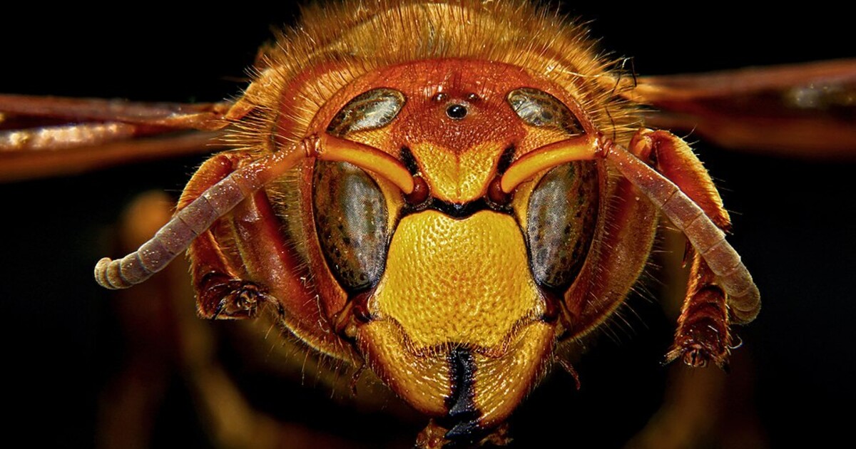 Na Plzeňsku útočily sršně. Několik lidí skončilo v nemocnici