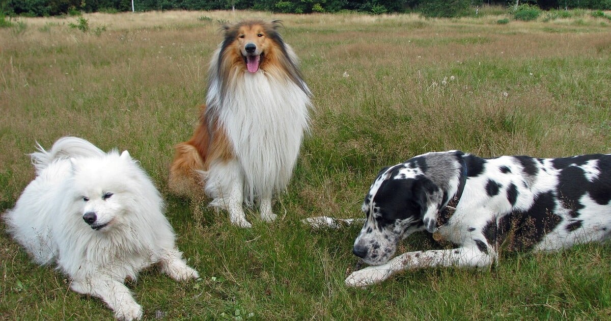 Britský zoolog BBC a National Geographic zneužíval psy, většina z nich sexuální útok nepřežila. Odporné záběry sdílel na internetu