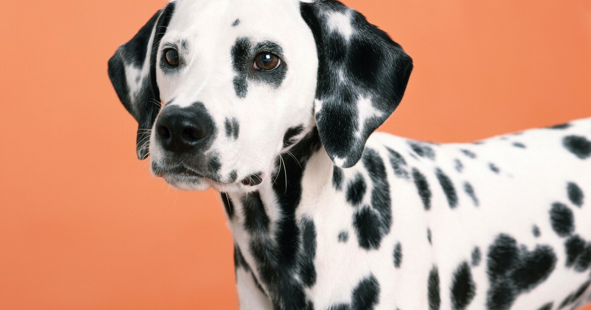 KVÍZ: Poznáš plemeno psa podle fotky? Otestuj své doggo znalosti