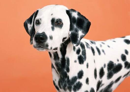 Česko se zapsalo do Guinnessovy knihy rekordů nejrozsáhlejší sbírkou vycpaných psů. Kde ji najdeš?&nbsp;