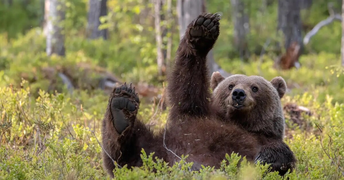 FOTO: Toto jsou nejvtipnější fotografie zvířat letošního roku