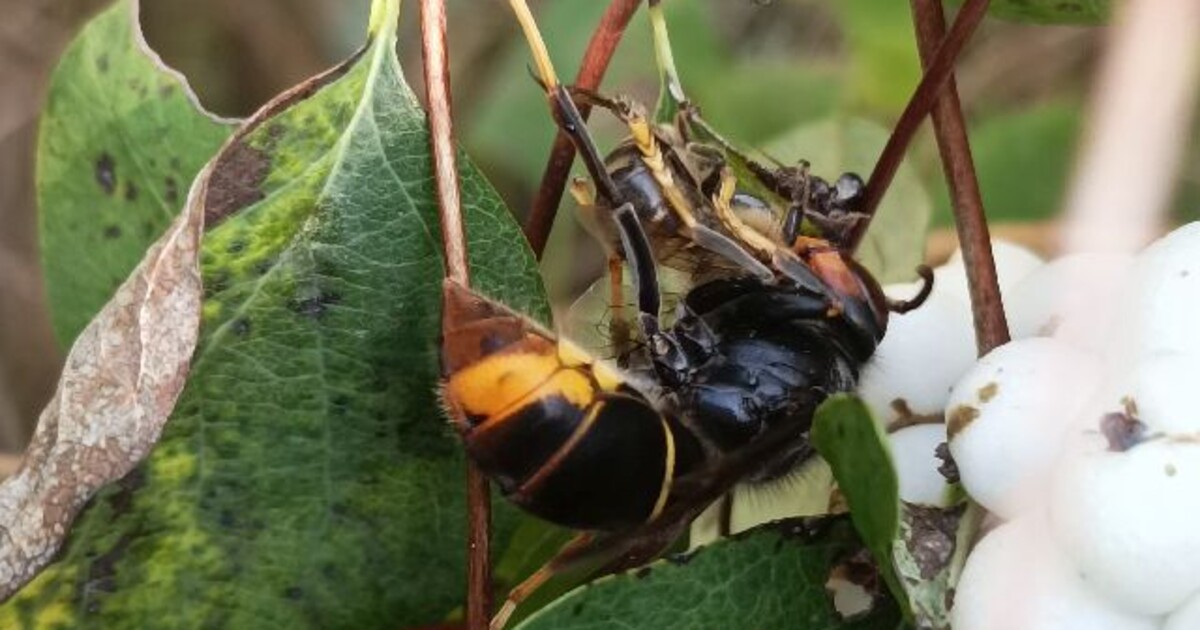 Agresivní škůdce je v Česku. Objevila se první sršeň asijská