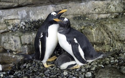 Dvě samičky tučňáka se poprvé staly matkami, své mládě vychovávají společně.