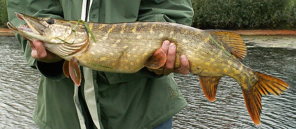 Řadí se mezi sladkovodní dravce a může dorůst do délky až 1,5 metru. Jaký je název této ryby?